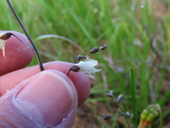Melasphaerula graminea