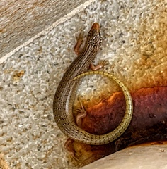 Chalcides ocellatus