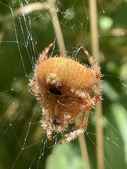 Araneus gemma