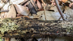 Peroneutypa