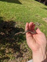 Coluber constrictor priapus