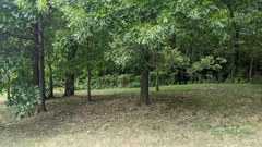 Quercus palustris