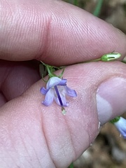 Campanula divaricata