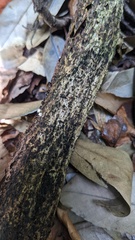 Peroneutypa