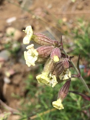 Silene amoena