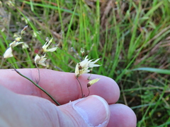 Melasphaerula graminea