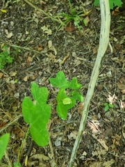 Passiflora lutea