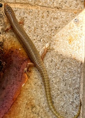 Chalcides ocellatus