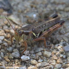 Melanoplus keeleri