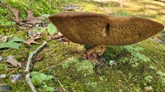 Tylopilus felleus