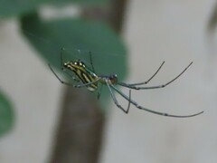 Leucauge decorata