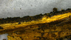 Peroneutypa