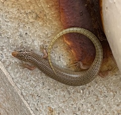 Chalcides ocellatus