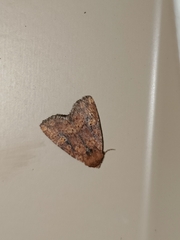 Perigea xanthioides
