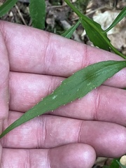 Campanula divaricata