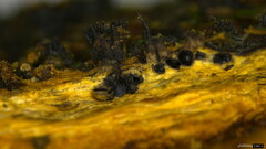Peroneutypa