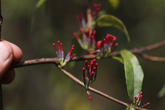 Loranthaceae
