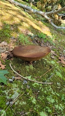 Tylopilus felleus