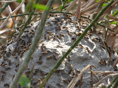 Brachygastra lecheguana