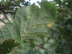 Neuroterus anthracinus