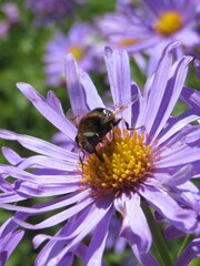 Eristalis intricaria