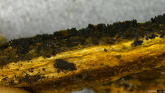 Peroneutypa