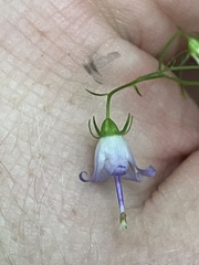 Campanula divaricata