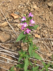 Galeopsis ladanum