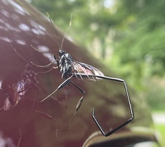 Pelecinus polyturator