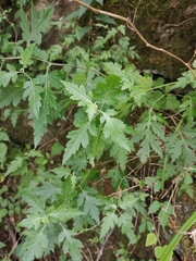 Chrysanthemum indicum