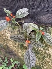 Chrysothemis pulchella