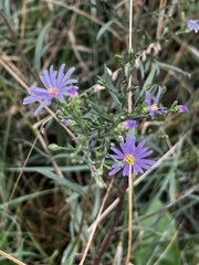Symphyotrichum laeve