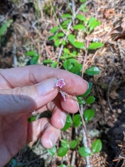 Linnaea borealis