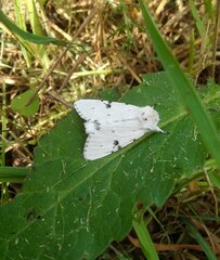 Acronicta leporina