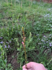 Oenothera suffrutescens