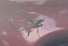 Pelecinus polyturator