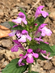 Galeopsis ladanum