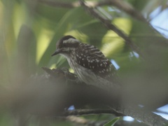 Yungipicus moluccensis