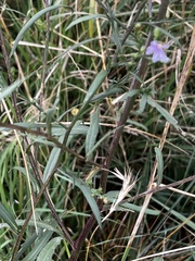 Symphyotrichum laeve