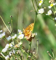 Boloria bellona