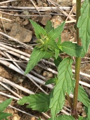 Galeopsis ladanum