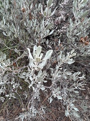Cistus halimifolius