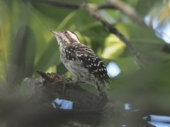 Yungipicus moluccensis