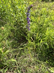 Lobelia fenestralis