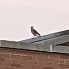 Accipiter