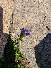 Gentiana calycosa