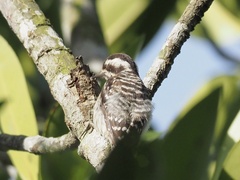 Yungipicus moluccensis