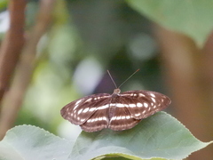 Athyma selenophora
