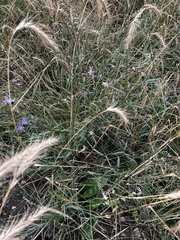 Symphyotrichum laeve