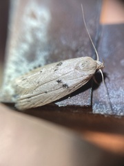 Scythropiodes issikii